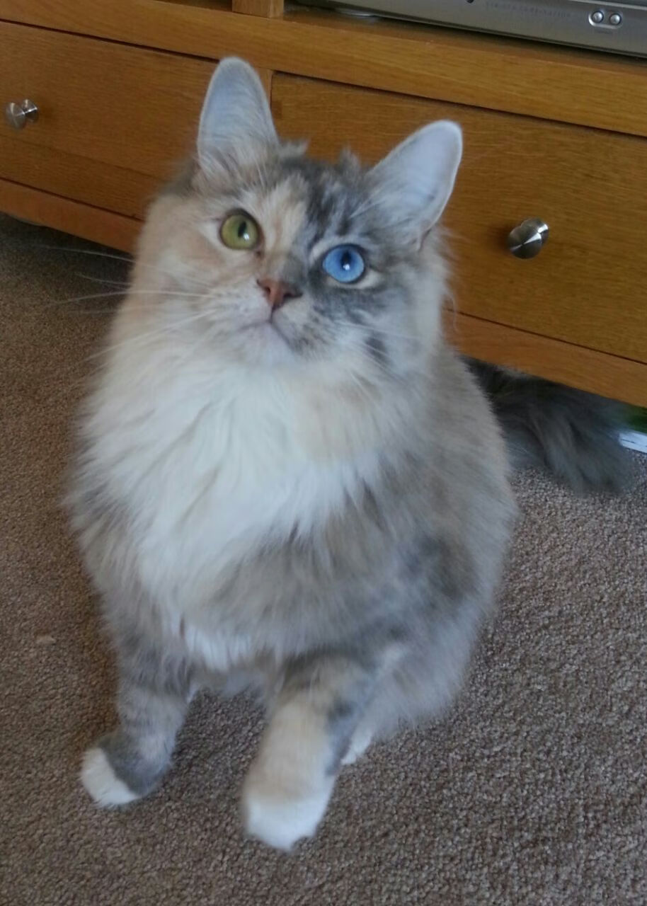 雷火电竞主播-冰川与草原的对决，乌拉圭铁骑如何在美加墨擂台上碾过波兰战车？