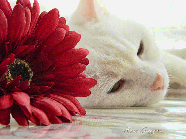 悬崖边的袋鼠，世界杯门票争夺战中，澳大利亚如何将智利踢出局