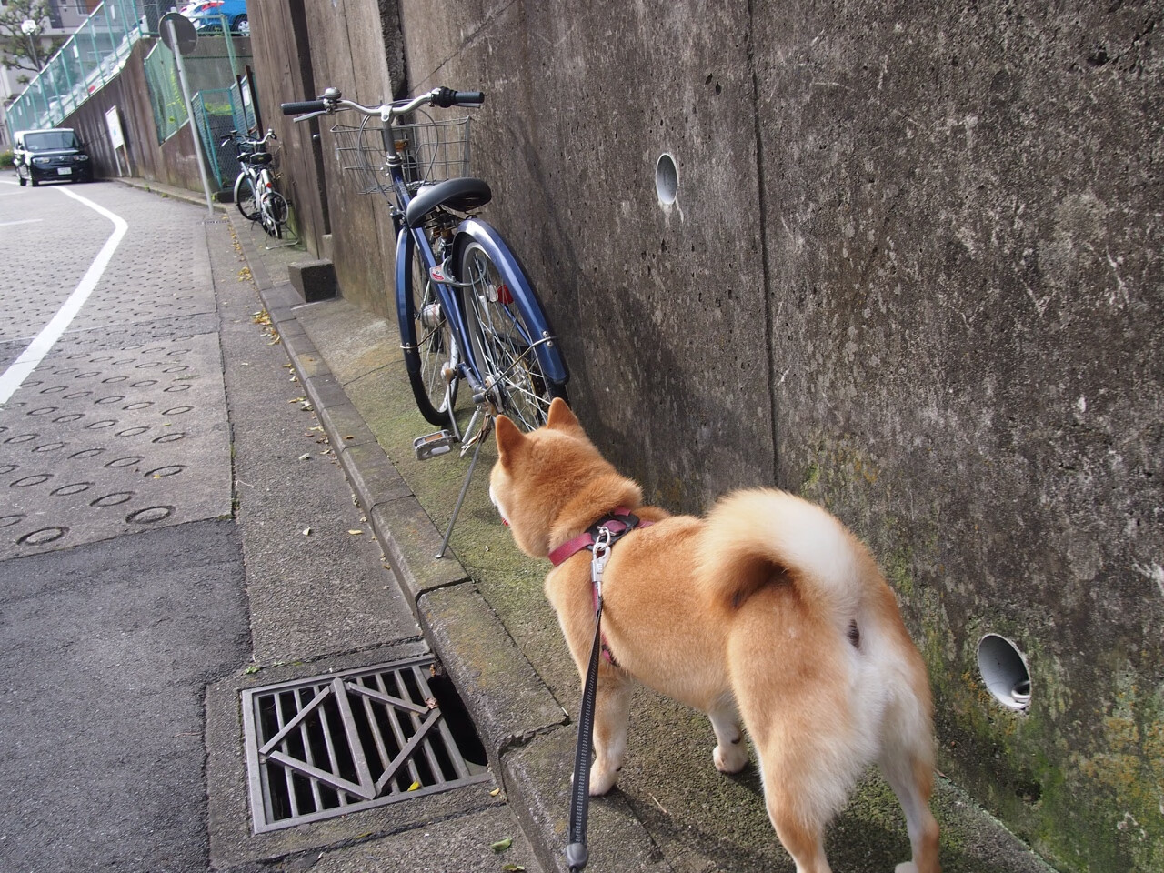 欧冠之夜的隐形杀手,库尔图瓦如何用扑救杀伤对手