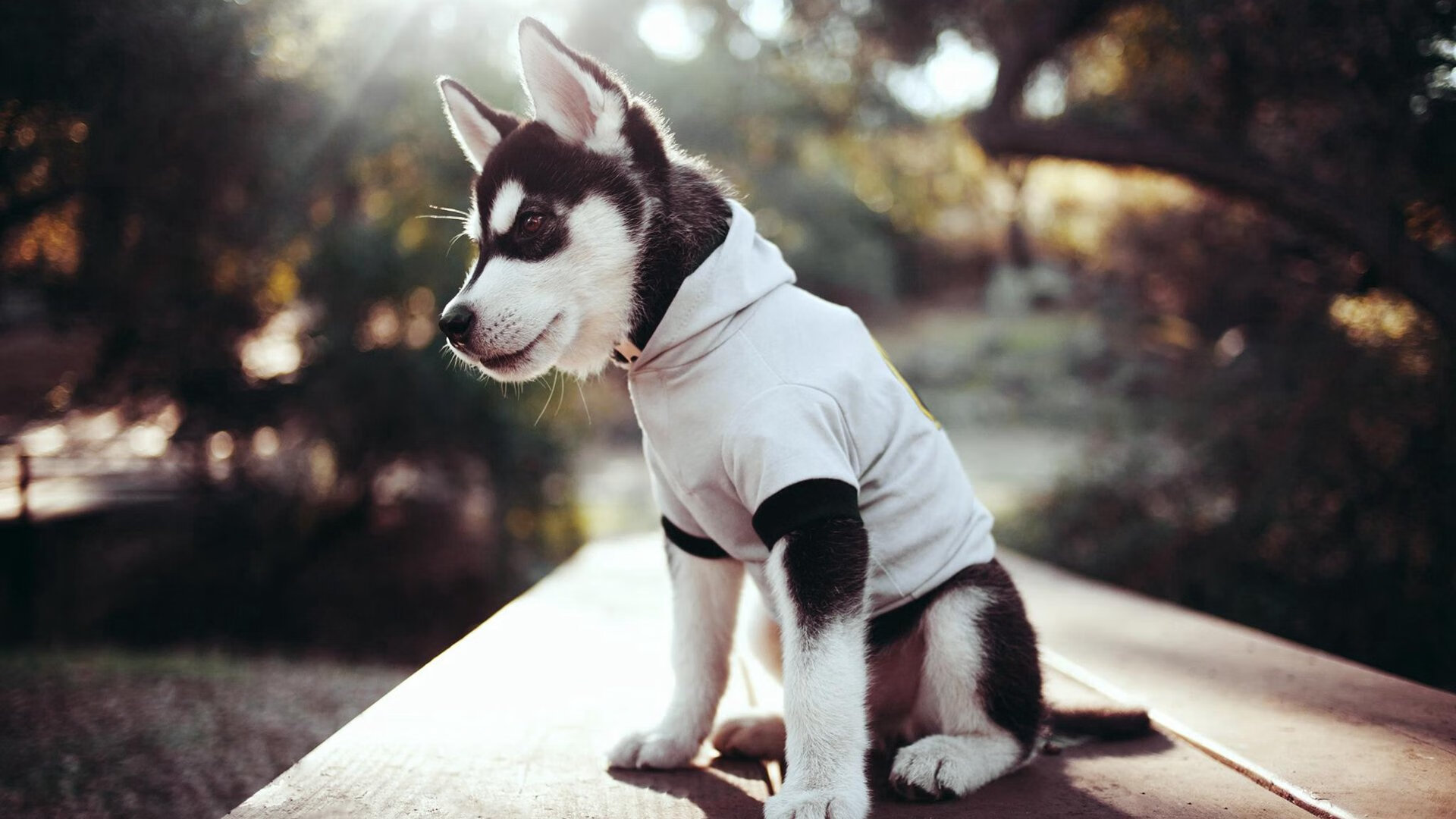 雷火电竞app-雷霆击溃山西队，恩比德一尊黑铁塔，将整条防线撕成碎片