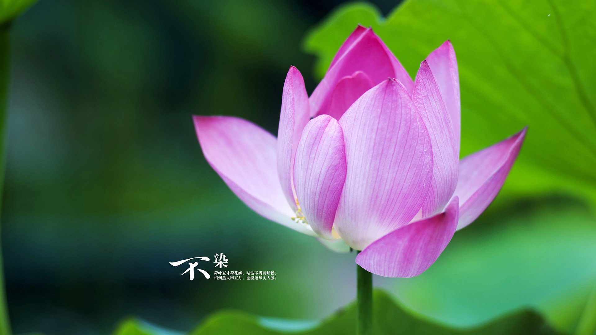 双线战场,英超绿茵的战术博弈与太平洋上的全面角力