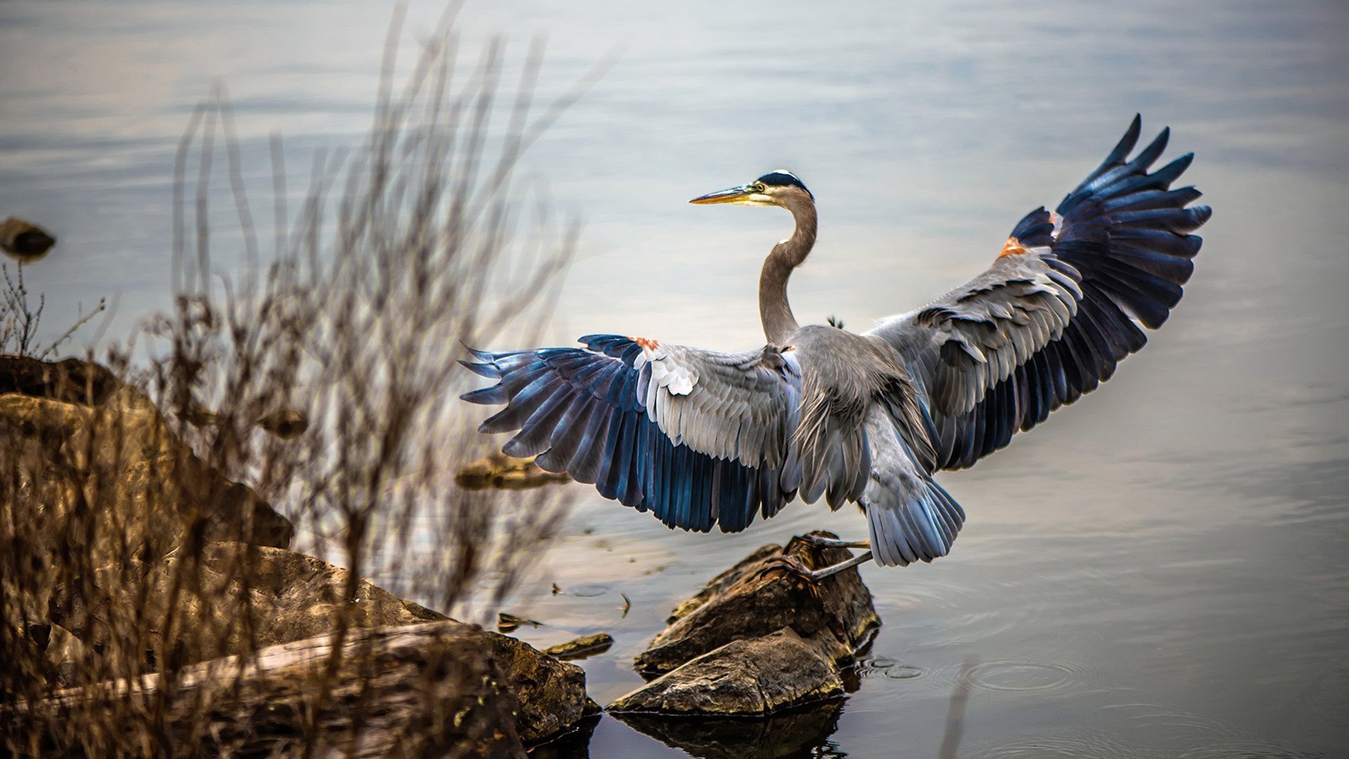 吉林队以节奏之钥锁死上海,外援浓眉化身末节关键先生
